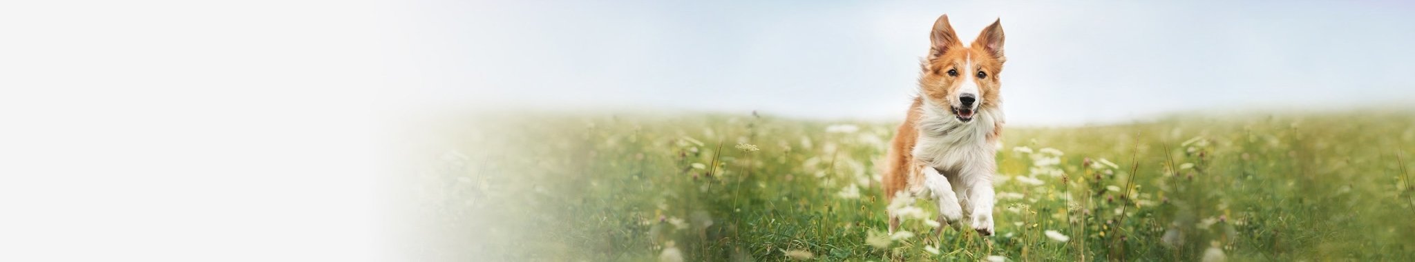 Märkäruoka seniorikoiralle | Vet Concept