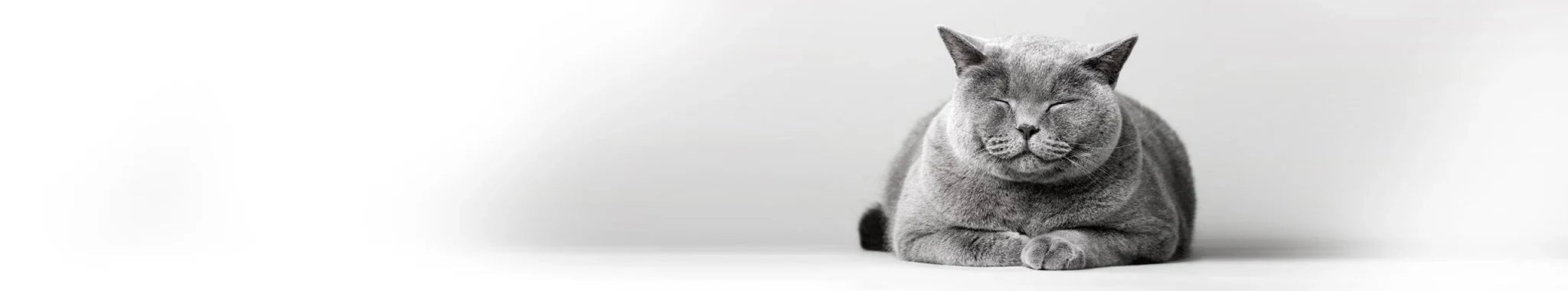 Specialdiet för kattens njurar - Vet Concept