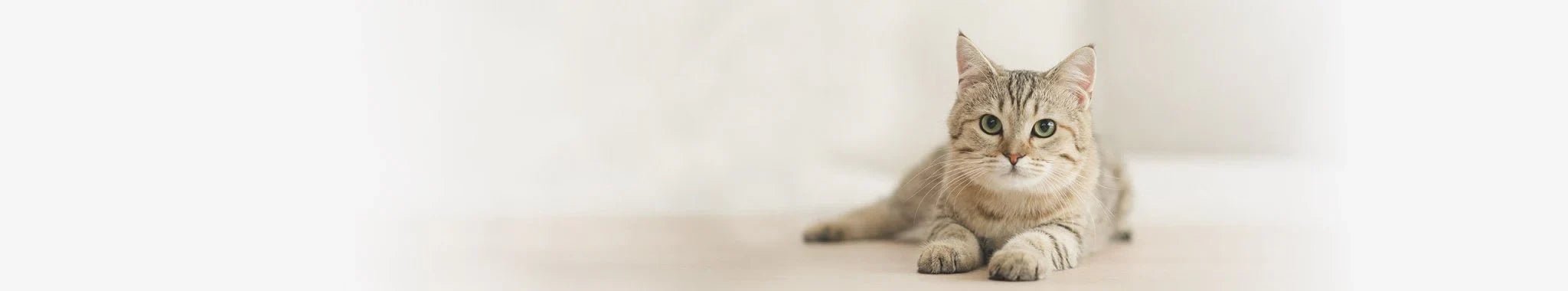 Torrfoder för vuxna katter - Vet Concept
