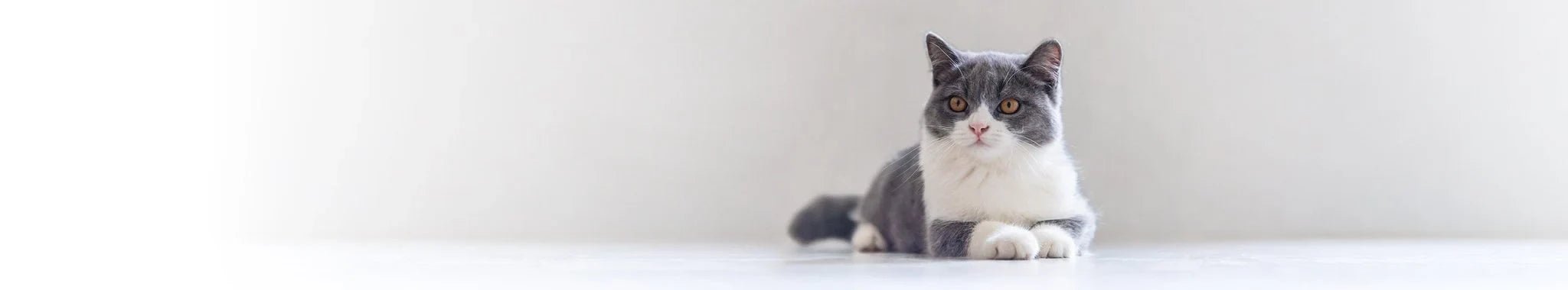 Våtfoder för vuxna katter - Vet Concept